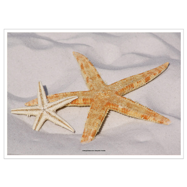Toalhete Papel Offset Estrela do Mar 310x430mm 4x500 un